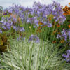 Agapanthus x 'Silver Moon'