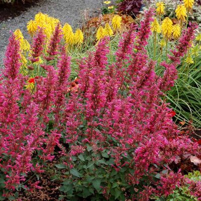 Perennials | Kiefer Nursery: Trees, Shrubs, Perennials