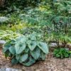 Brunnera macrophylla 'Alexander's Great' - Image 2