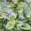 Brunnera macrophylla 'Alexander's Great' - Image 3