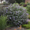 Buddleia 'Glass Slippers' - Image 2