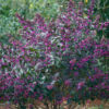 Callicarpa x 'NCCX2' Pearl Glam® - Image 2