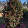 Camellia sasanqua 'Green98-009' October Magic® Rose™ - Image 2