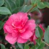 Camellia sasanqua 'Green98-009' October Magic® Rose™