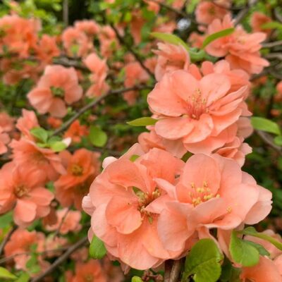 Chaenomeles x superba 'Cameo'