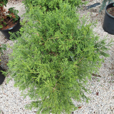 Chamaecyparis obtusa 'Coraliformis'