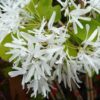 Chionanthus retusus 'Arnold's Pride'