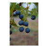 Chionanthus retusus 'Arnold's Pride' - Image 2