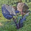 Colocasia 'Distant Memory'