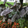 Colocasia 'Distant Memory' - Image 2