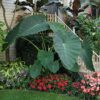 Colocasia gigantea 'Thailand Giant'