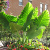 Colocasia gigantea 'Thailand Giant' - Image 2