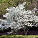 Cornus florida ‘Appalachian Joy’ | Kiefer Nursery: Trees, Shrubs ...