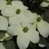 Cornus kousa 'National'