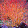 Cornus sanguinea 'Midwinter Fire'
