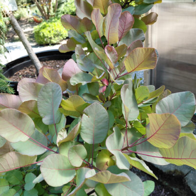 Cotinus coggygria 'Old Fashioned'