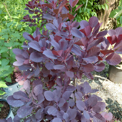 Cotinus coggygria 'NCCO1' (Winecraft Black®)