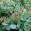 Cotinus coggygria 'Old Fashioned'