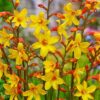 Crocosmia x crocosmiiflora 'Harlequin'