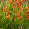 Crocosmia x crocosmiiflora 'Harlequin' - Image 2