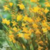 Crocosmia x crocosmiiflora 'Honey Angels'