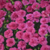 Dianthus Pretty Poppers™ 'Double Bubble'