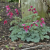 Dicentra 'Burning Hearts' - Image 2