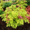 Dicentra spectabilis 'Gold Heart'