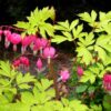 Dicentra spectabilis 'Gold Heart' - Image 2