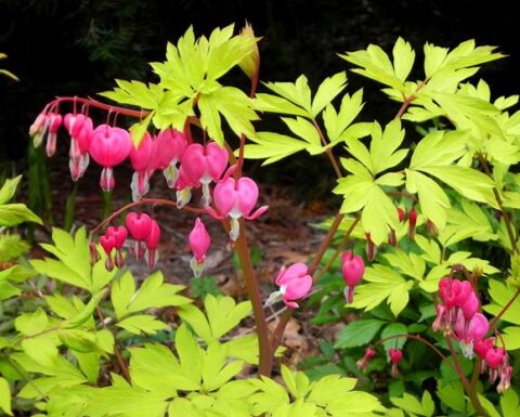 Dicentra spectabilis ‘Gold Heart’ | Kiefer Nursery: Trees, Shrubs ...