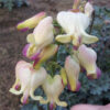 Dicentra 'Love Hearts'