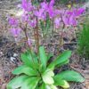 Dodecatheon meadia - Image 2