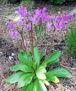 25 PERENNIAL DODECATHEON MEADIA PINK MIDLAND SHOOTING STAR FLOWER SEEDS SHADE