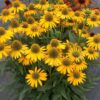 Echinacea purpurea 'Kismet Yellow'