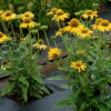 Echinacea purpurea 'Kismet Yellow' - Image 2