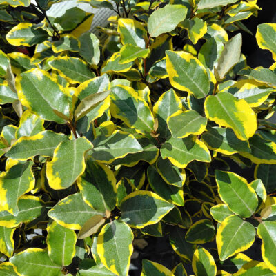 Elaeagnus x ebbingii 'Viveleg' (Olive Martini™)