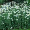 Erigeron pulchellus 'Lynnhaven Carpet'