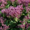Eupatorium purpureum 'Euphoria Ruby'