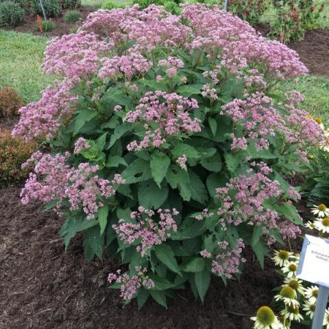 Eupatorium purpureum ‘Euphoria Ruby’