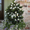 Gardenia jasminoides 'Diamond Spire' - Image 2