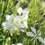 Gaura lindheimeri ‘So White’ | Kiefer Nursery: Trees, Shrubs, Perennials