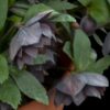 Helleborus Wedding Party® 'Dashing Groomsman'