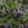 Helleborus Wedding Party® 'Dashing Groomsman' - Image 2