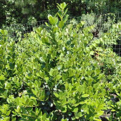 Ilex latifolia 'Auburn'