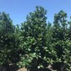 Ilex latifolia 'Auburn' - Image 2