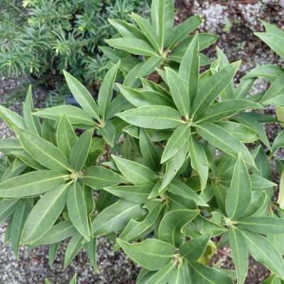 Illicium Scorpio™