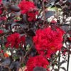 Lagerstroemia x 'Ebony Flame'