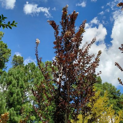 Lagerstroemia x 'JM4' (Thunderstruck™ White Lightening™)