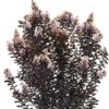 Lagerstroemia x 'JM4' (Thunderstruck White Lightening) - Image 2
