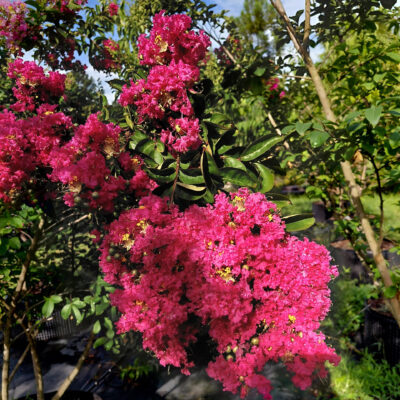 Lagerstroemia x 'Tuskegee'